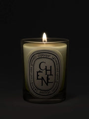 Chêne (Oak Tree) - Classic Candle